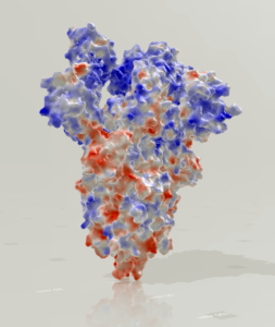 SARS-CoV-2 spike ectodomain structure (open state)