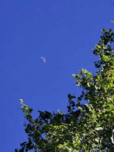 The moon, seen from the ground.